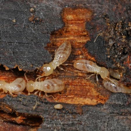 Subterranean termites on damaged wood
