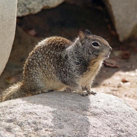 California ground squirrel with spotted fur