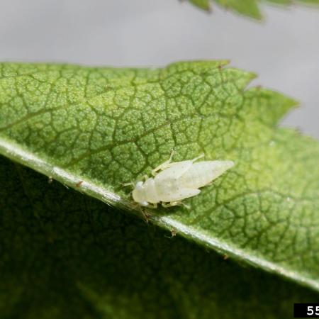 Leafhopper nymph on leaf