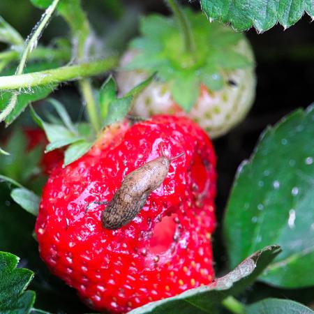 Slug and damage on strawberry