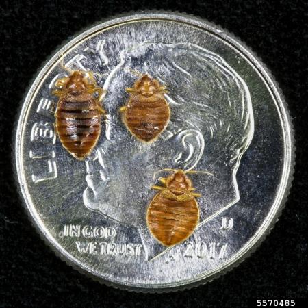 Adult bed bugs on a dime for size comparison
