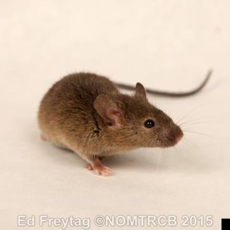 House mouse against white background