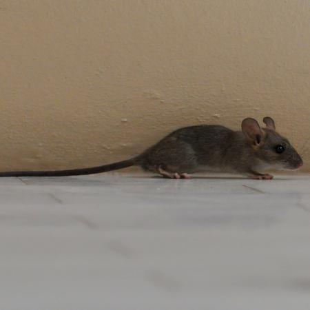 Black and slender roof rat with long tail