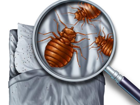 Illustration of bed bug infestation with magnifying glass