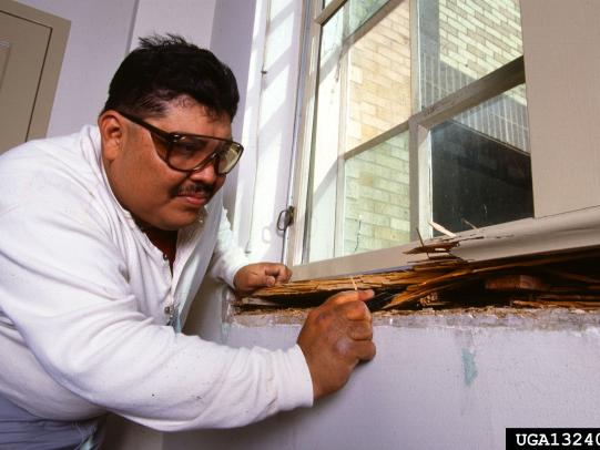 Worker inspecting insect-damaged window frame