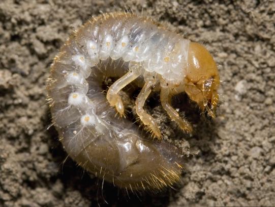 Japanese beetle larvae