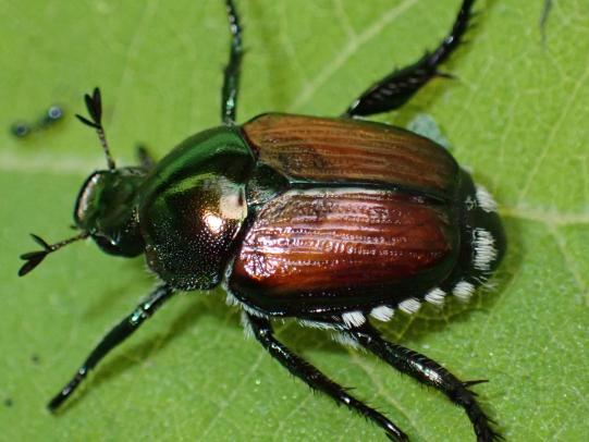 Japanese beetle adult with white tufts