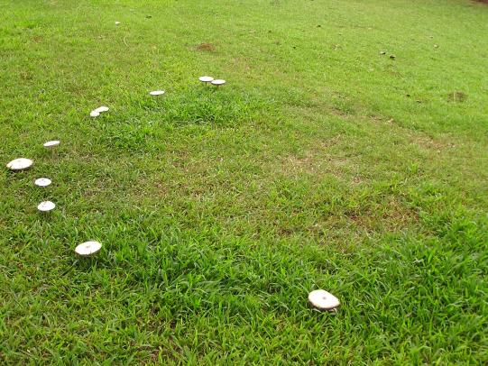 Mushroom fairy ring with green grass and bare area