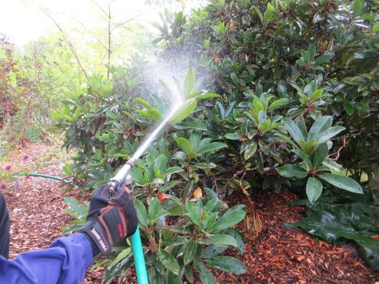 Water spray being used to knock azalea lace bugs off rhododendron