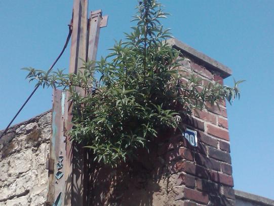 Butterfly bush growing out of a chimney