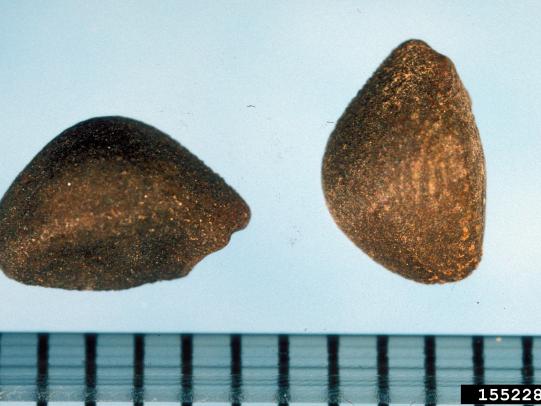 Hedge bindweed seeds compared to ruler (millimeter scale)