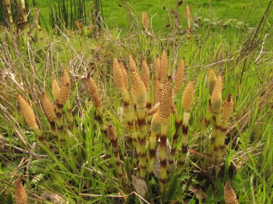 Fertile stems of field horsetail