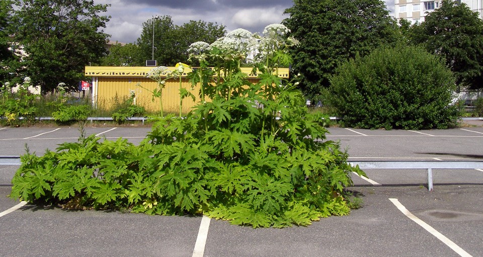 Giant Hogweed | solvepest