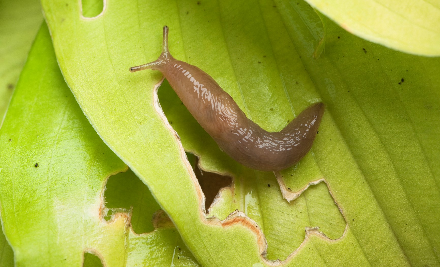 Slugs & Snails solvepest