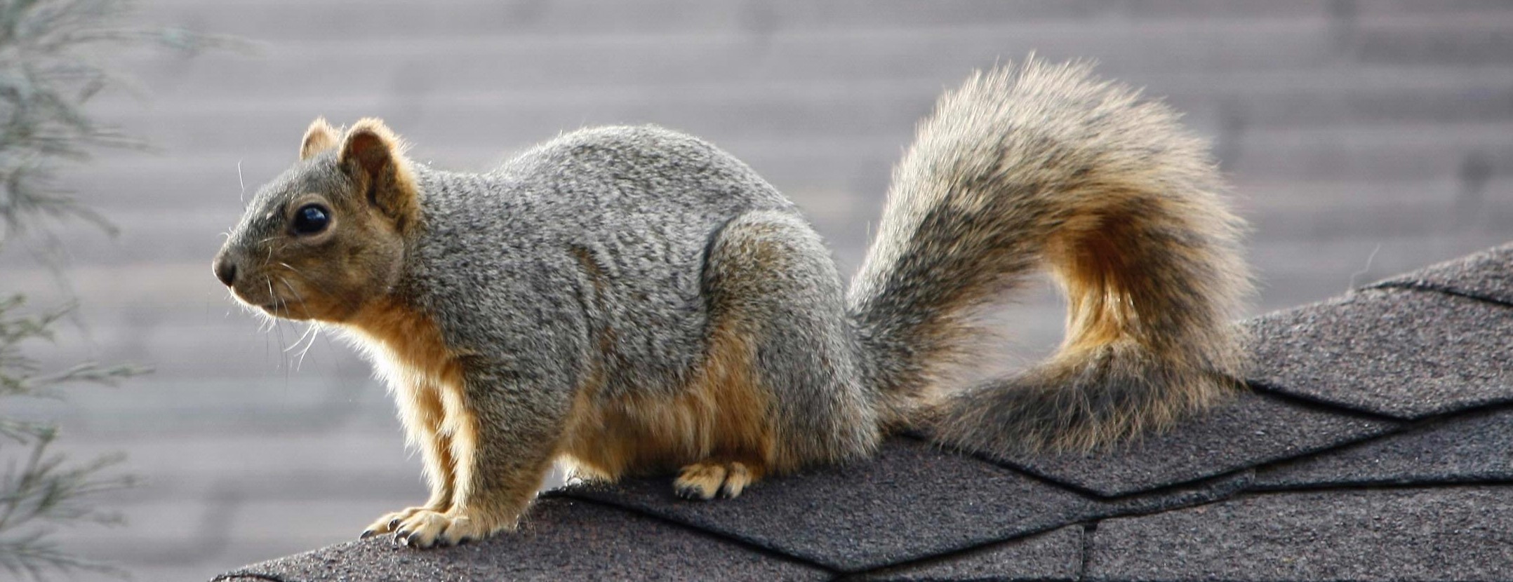 Grey Squirrel Control: Live Catch Traps
