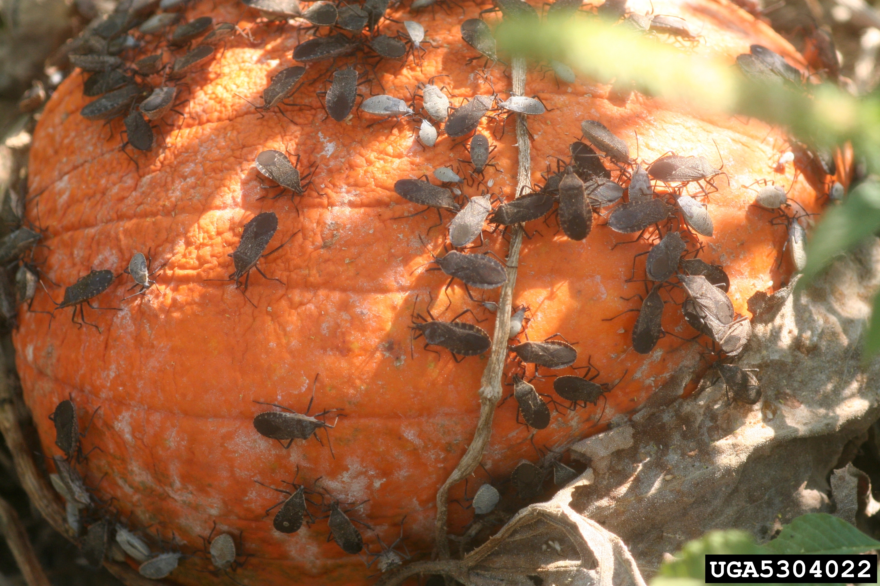 Squash Bug | solvepest