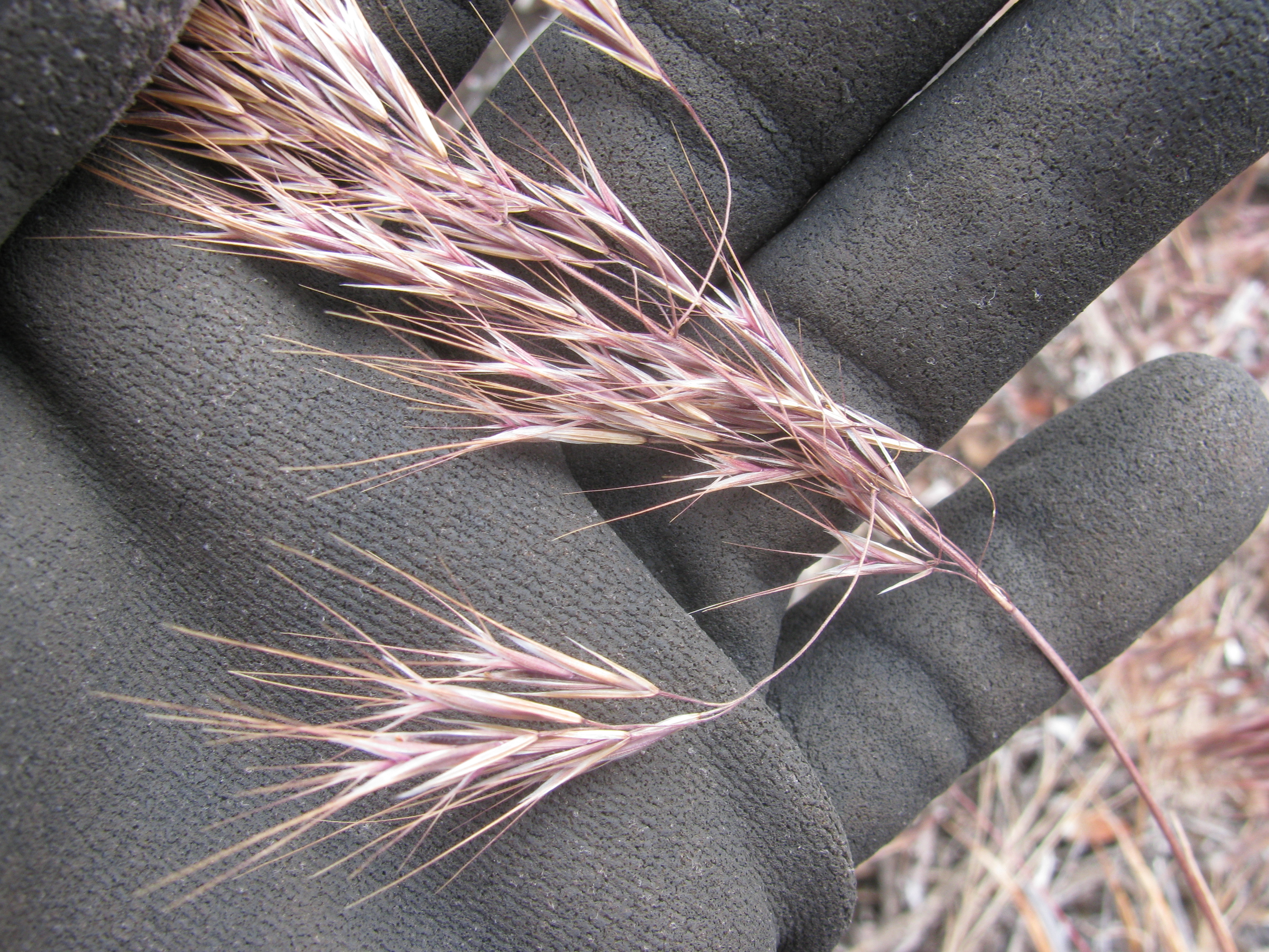 Cheatgrass | solvepest