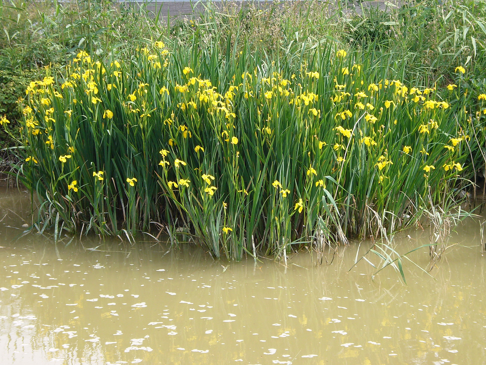 Yellow Flag Iris | solvepest