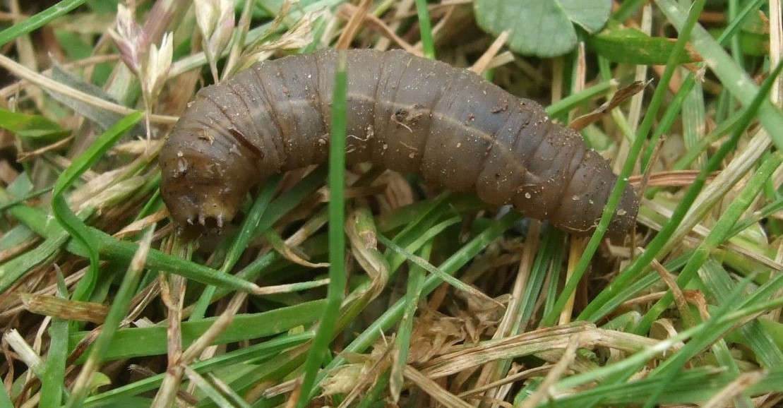 Insect Pests in Lawns