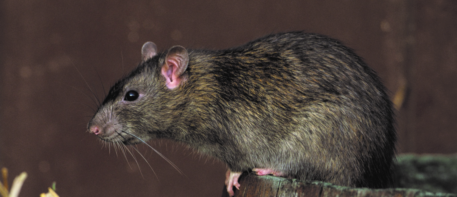 Rats | solvepest