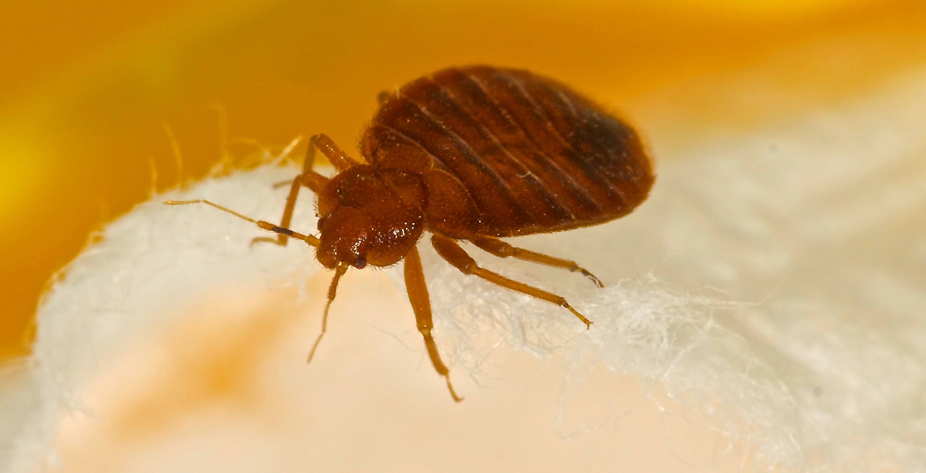 Bed Bug Exterminator LA King