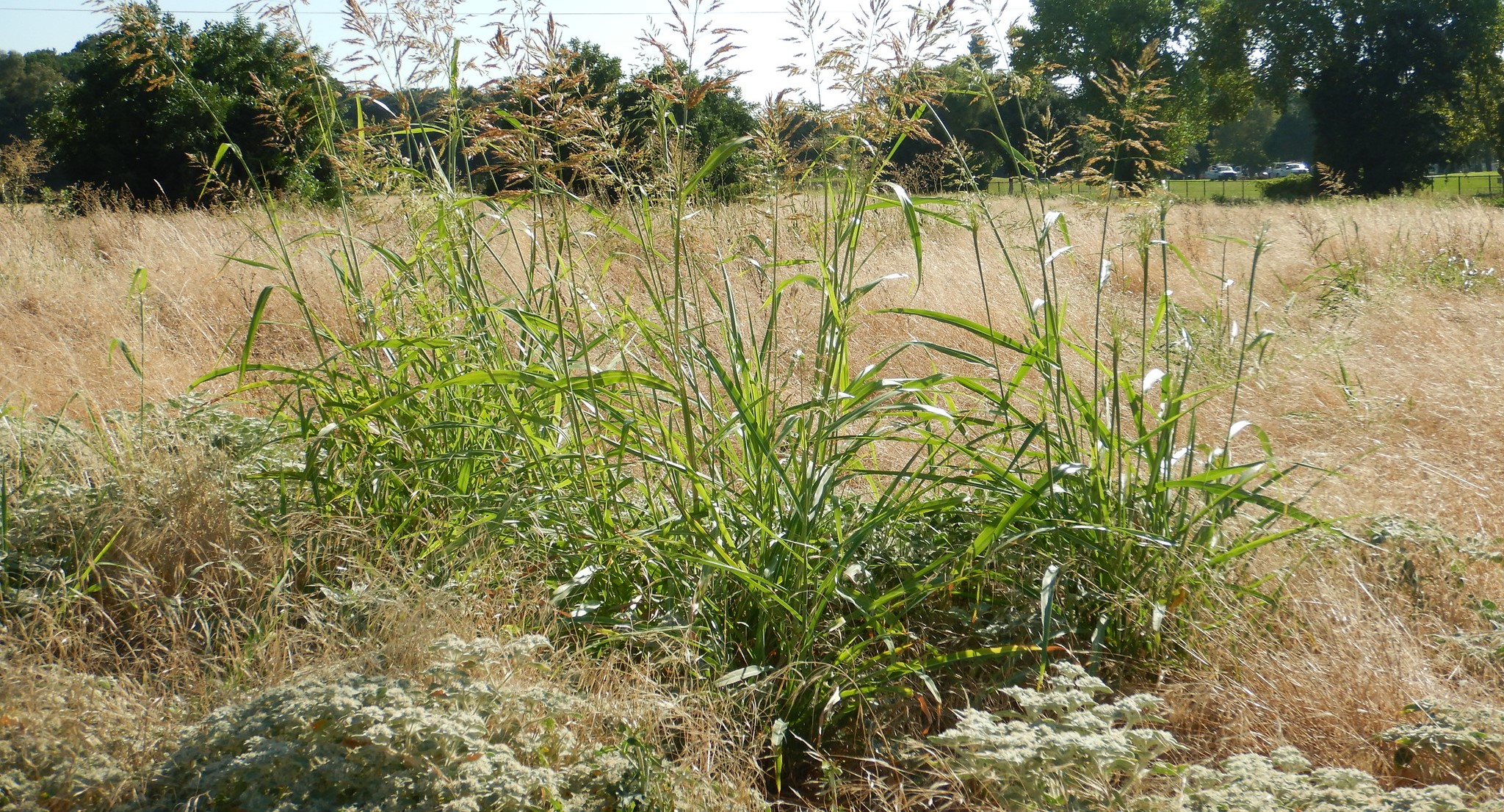 Weekly Weed: Johnsongrass (Sorghum halepense)