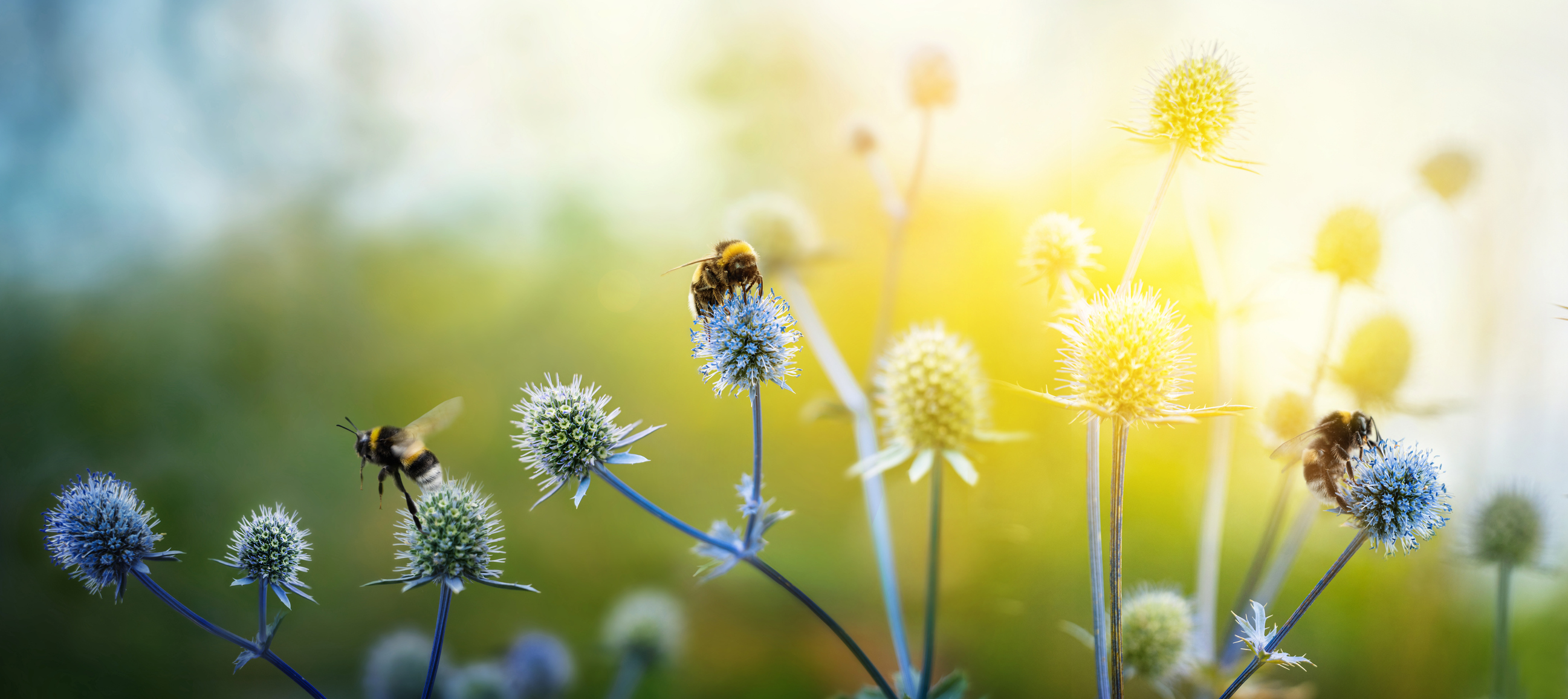 Reduce the Risk of Pesticides to Pollinators | solvepest
