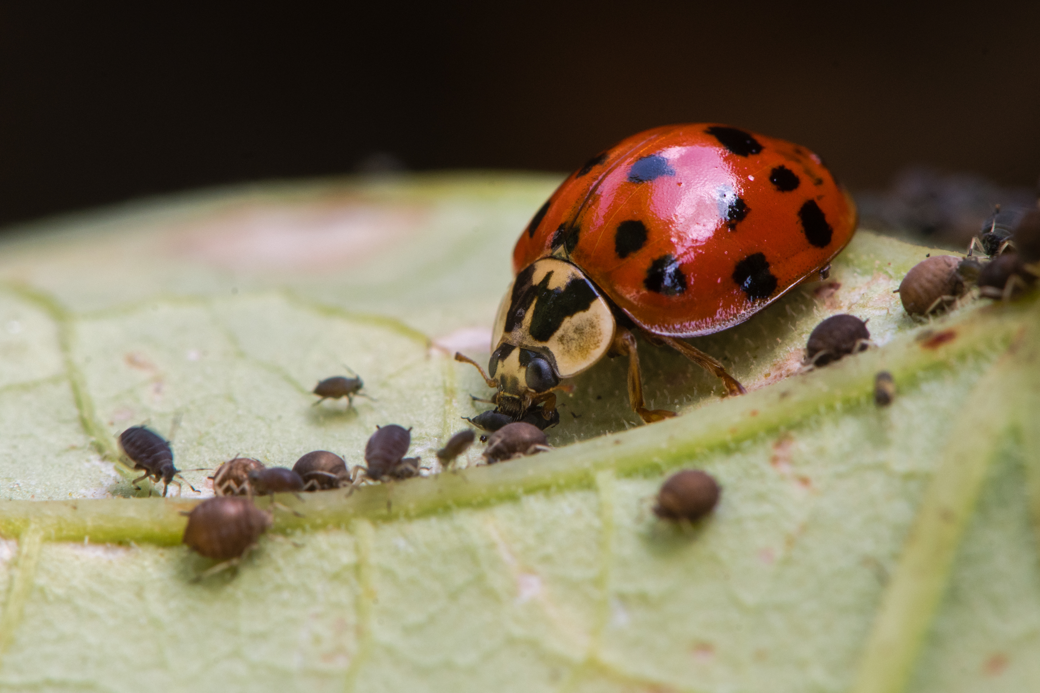 Natural Insect Control Outdoor General Predator Ladybug Food