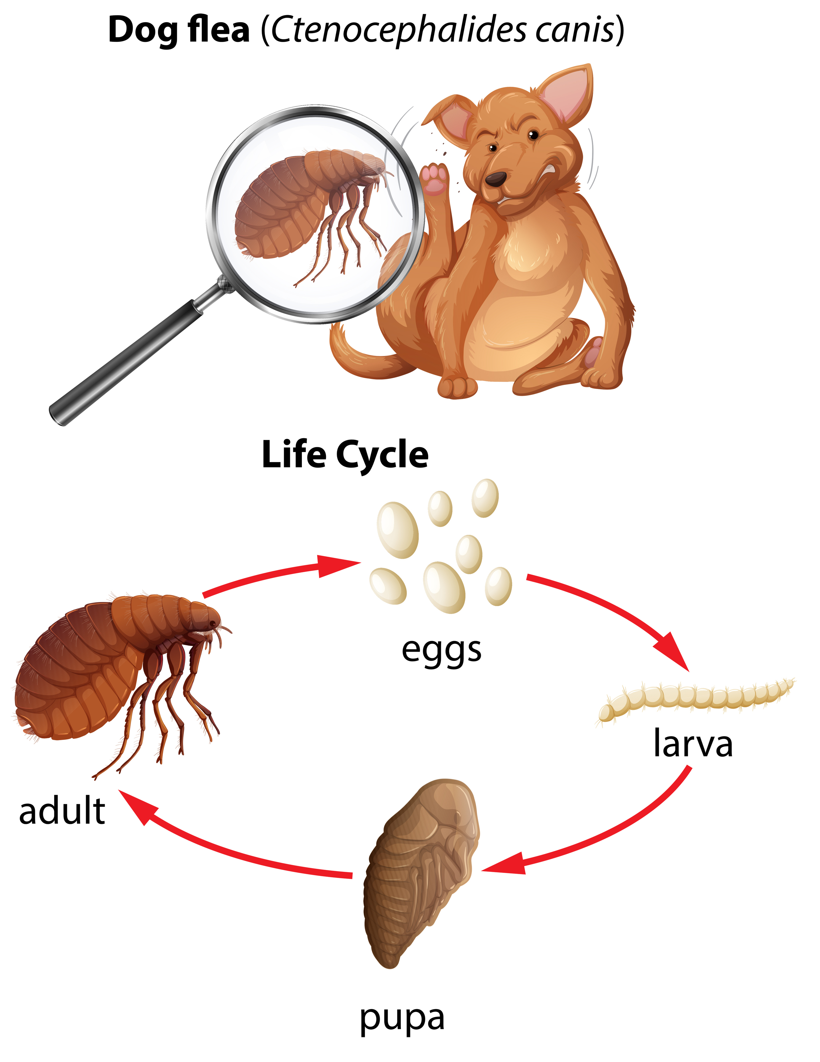 Diagram of dog flea life cycle including definitive host (dog), flea eggs, flea larva, flea pupa, and flea adult