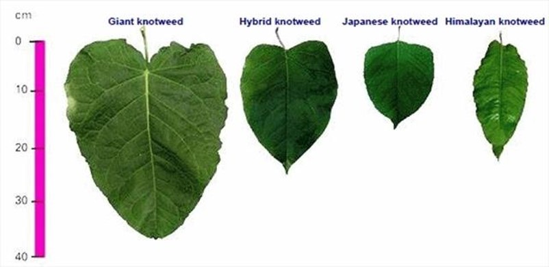 Comparison of knotweed (invasive) species. leaves
