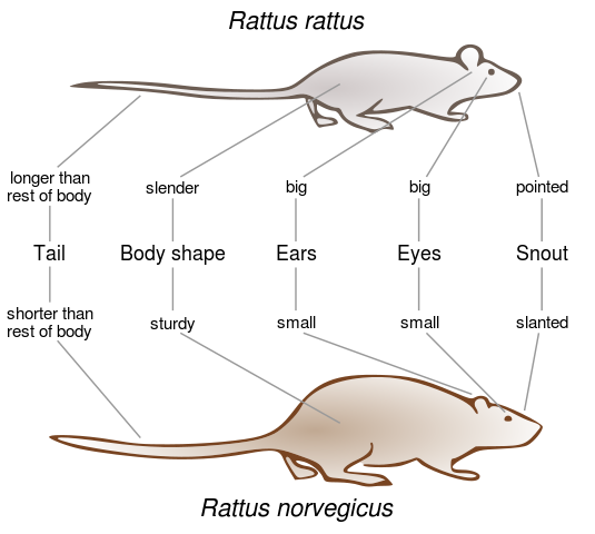 Diagram comparing roof rat and Norway rat features