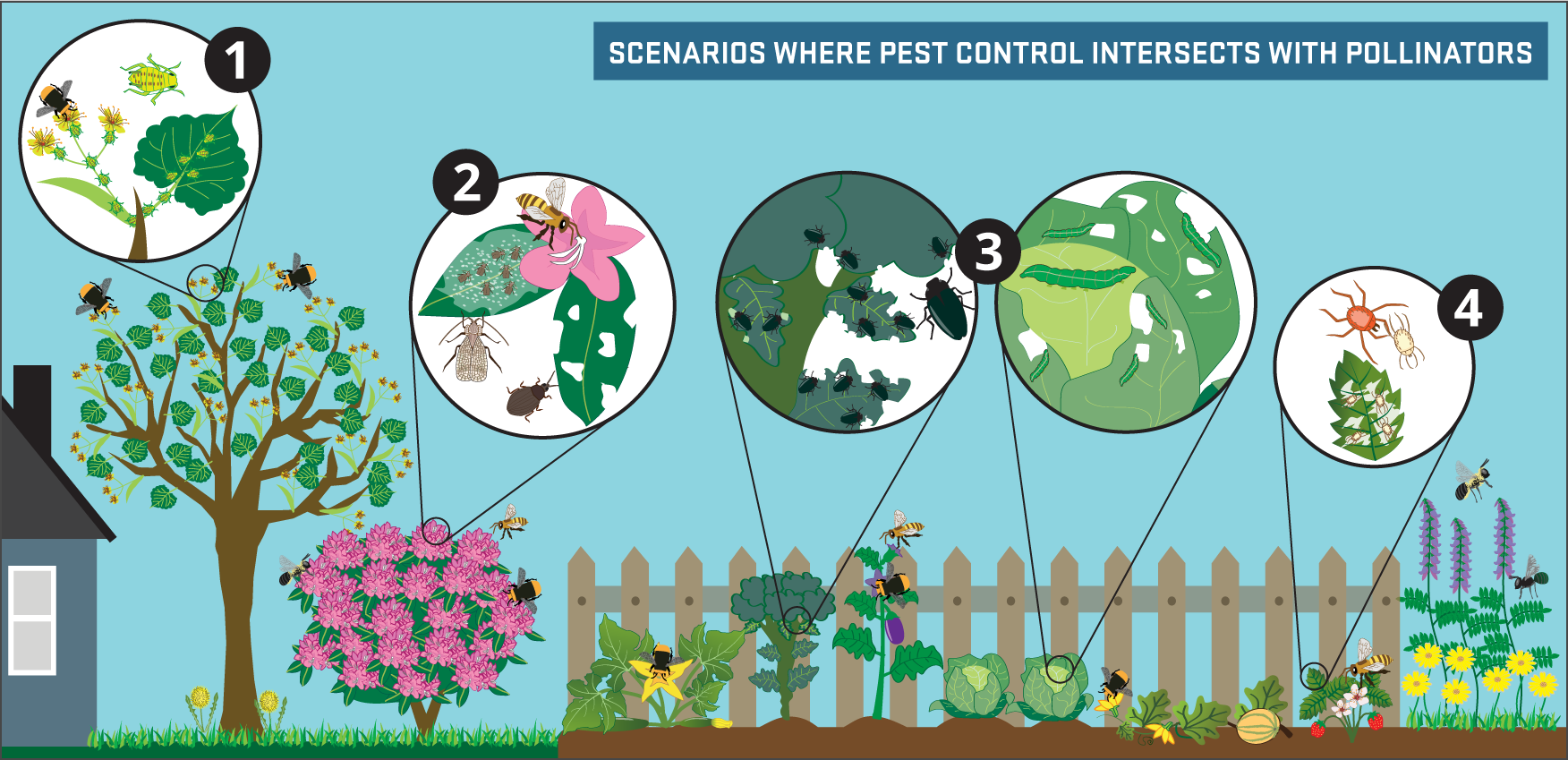 Infographic showing scenarios where pest control intersects with pollinators (full text below)