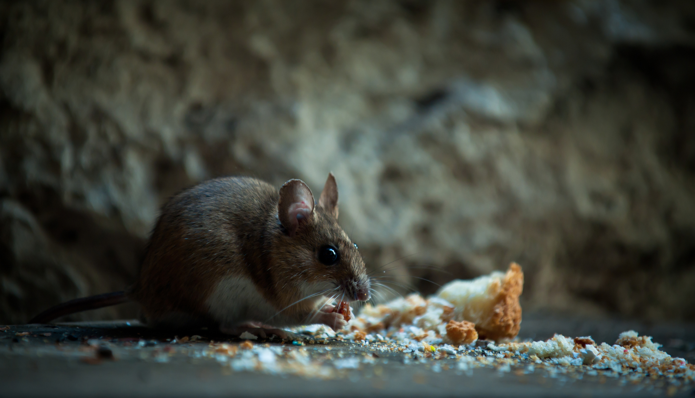 Action Pest Control ServicesThe Best Bait For Mouse Traps