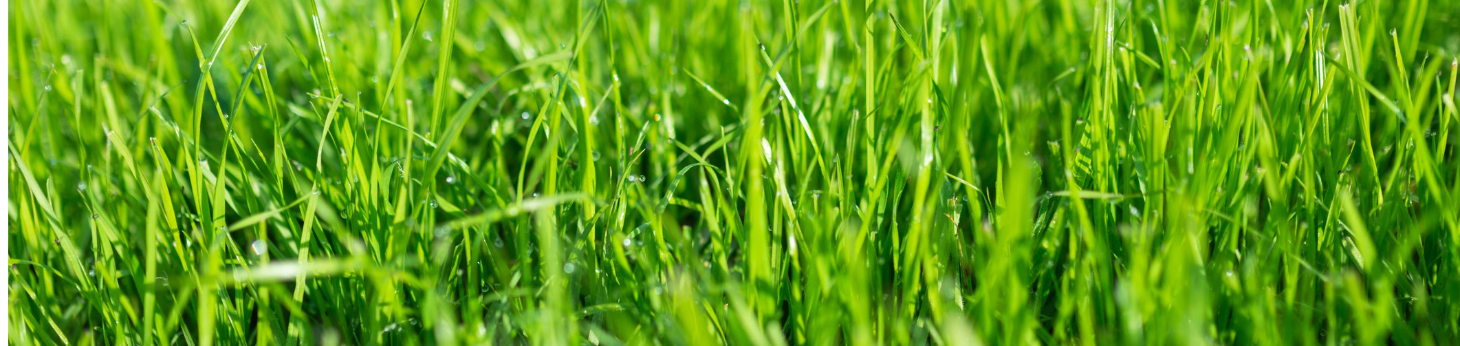 Closeup photo of lawn grasses