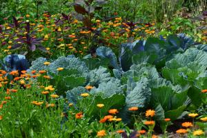 Healthy diverse garden with cabbages, calendula flowers and other plants
