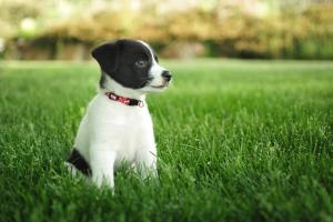 Puppy on lawn