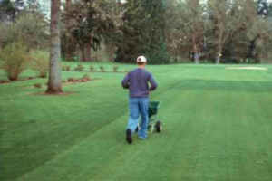 Worker using spreader to fertilize lawn