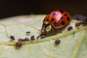 Ladybug eating aphids
