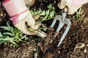 Gloved hand pulling weeds and holding pulled weeds