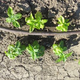 Drip irrigation confines moisture, discourages slugs and snails