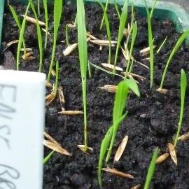 False brome seedling growing in container