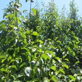 Vigorous sprouts on apple tree