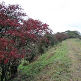 Hawthorn hedgerow near orchard