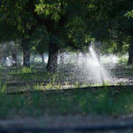 Early morning irrigation in orchard