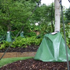 Tree with mulch and watering bag