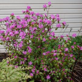 PJM Rhododendron in bloom with pink flowers