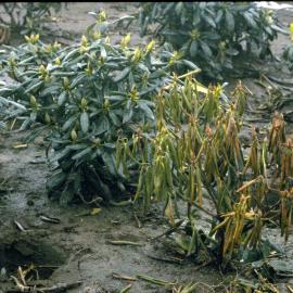 One Rhododendron in a group, suffering severely from poor drainage