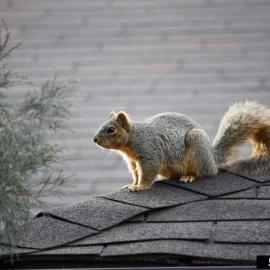 Squirrel on house roof