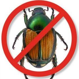 Japanese beetle with circular NO sign