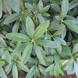Healthy rhododendron foliage